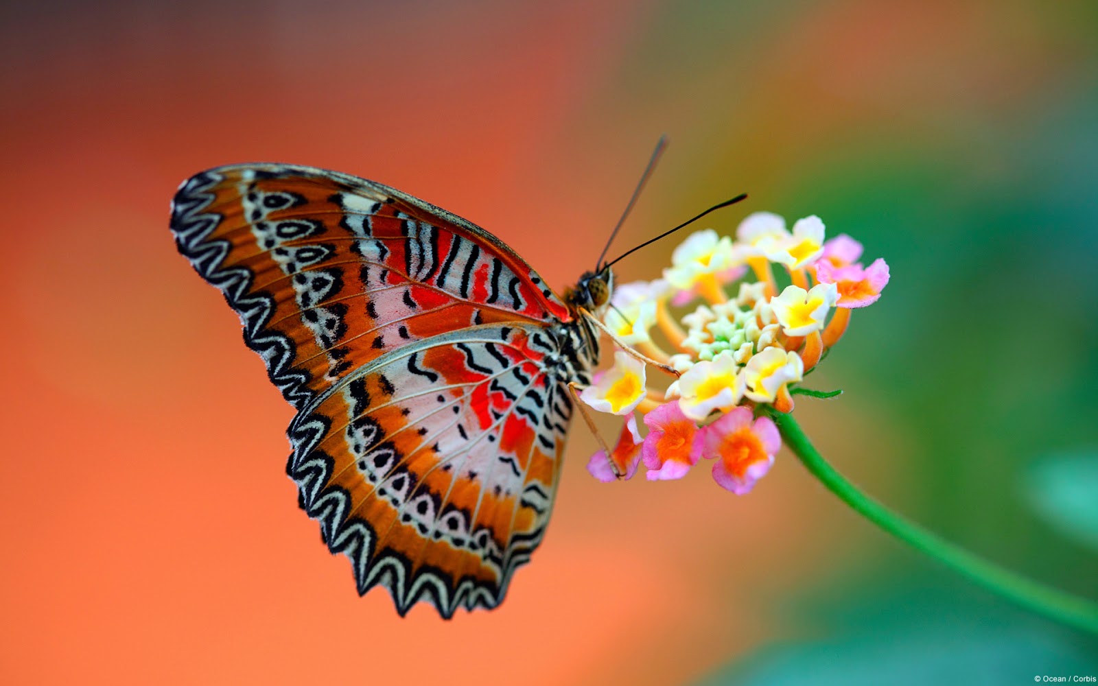 butterfly-on-flower